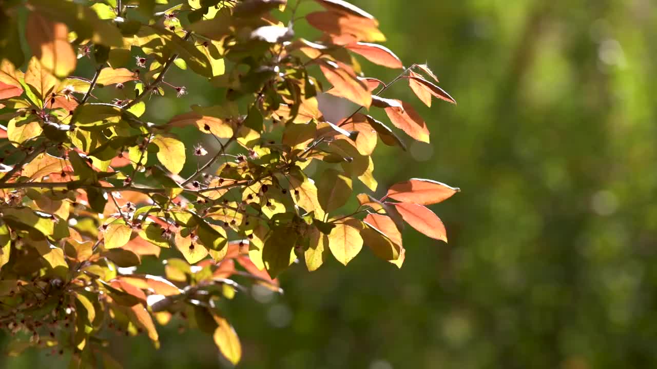 绿色树叶随风摇摆视频素材