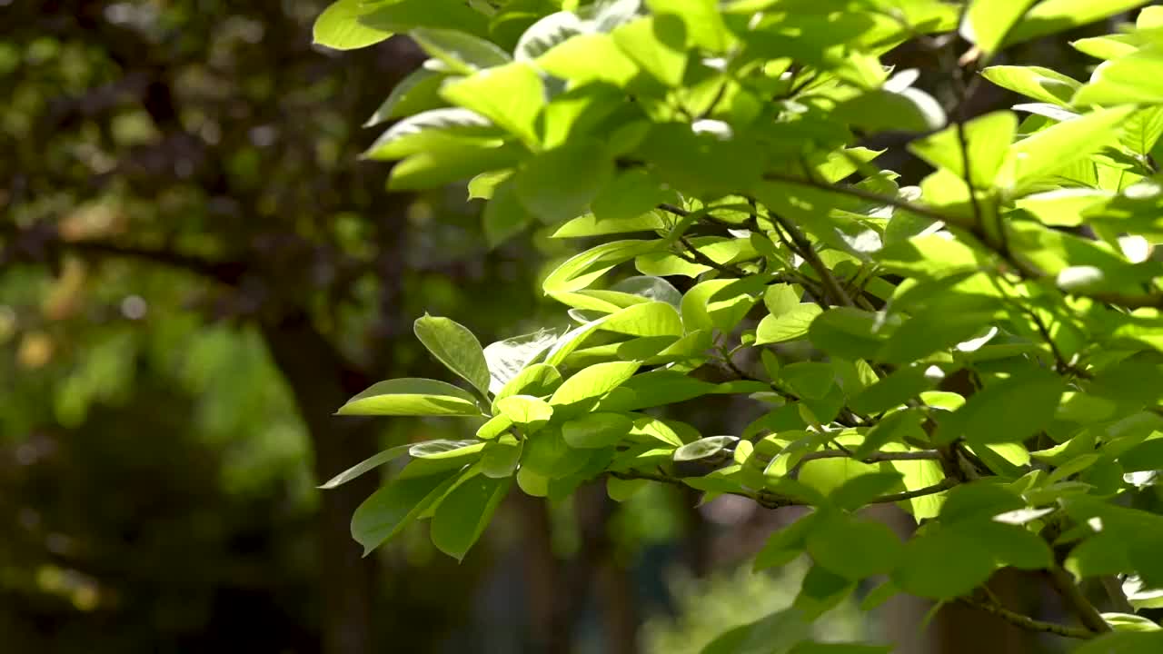 绿色树叶随风摇摆视频素材