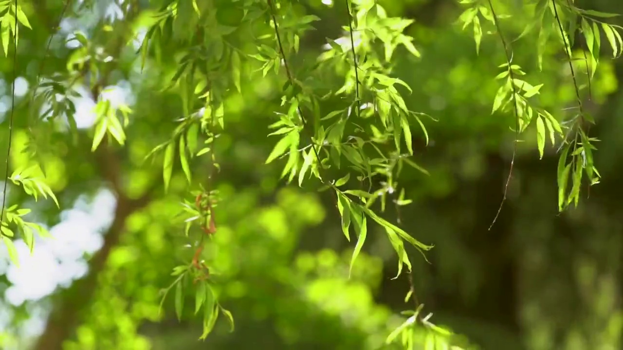 柳树新枝新芽风中飘摇视频素材