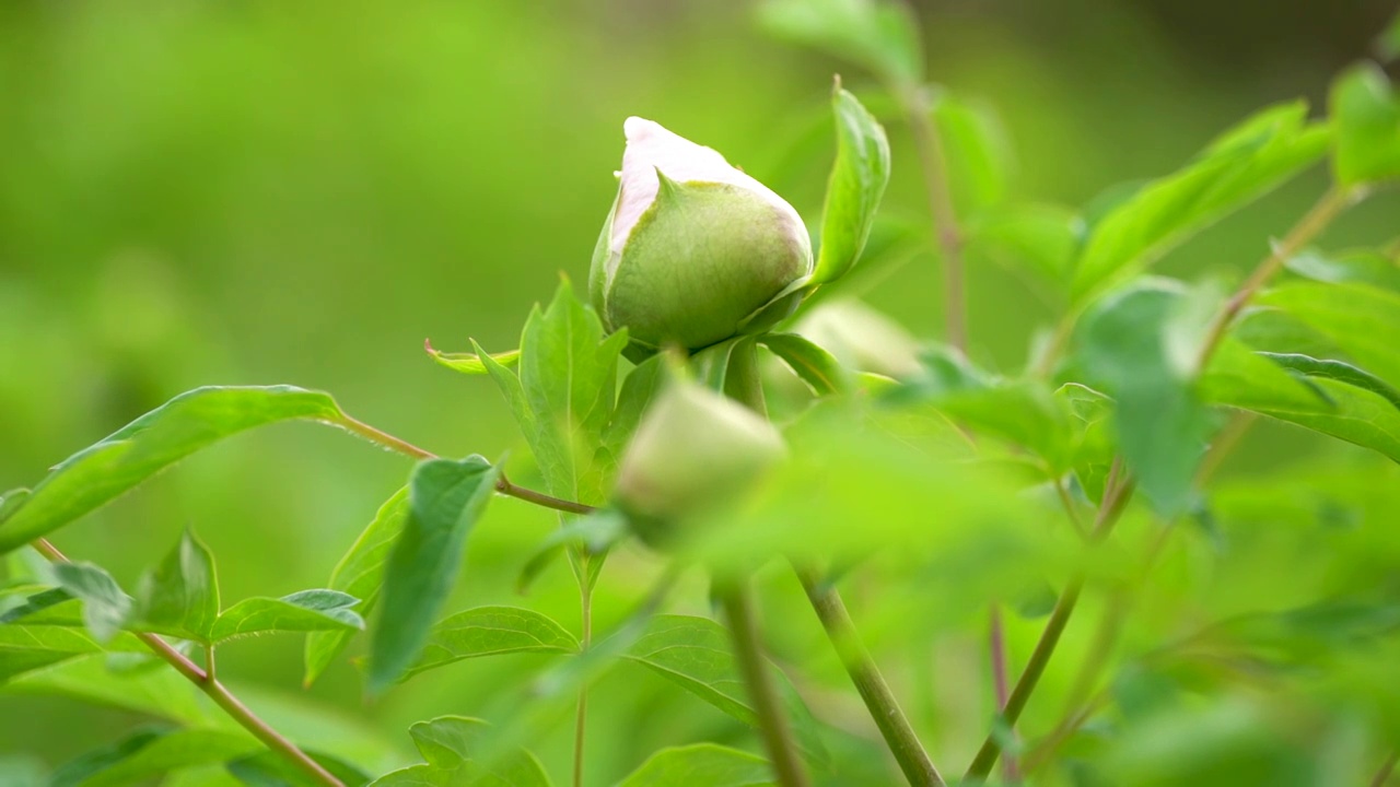 牡丹花含苞待放牡丹花叶视频素材