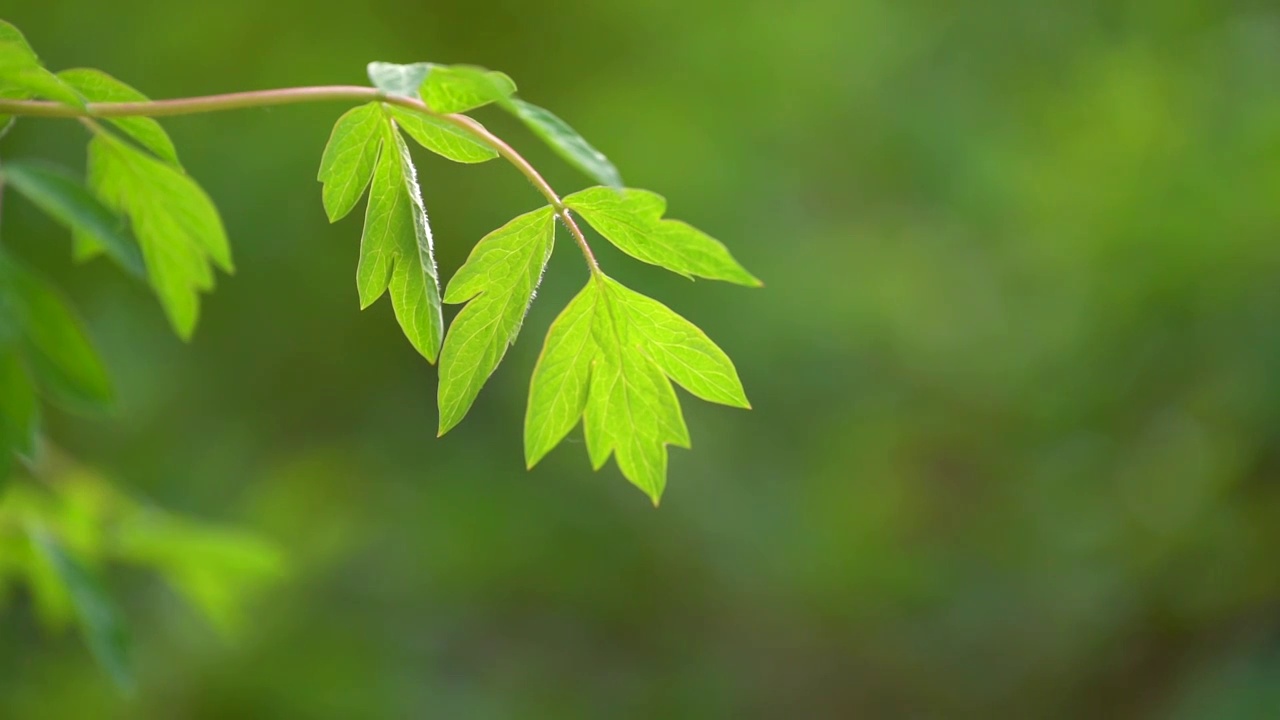 牡丹花含苞待放牡丹花叶视频素材