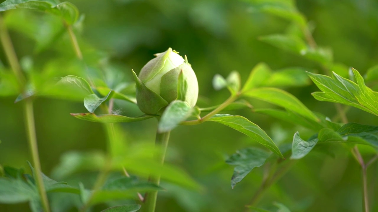 牡丹花含苞待放牡丹花叶视频素材