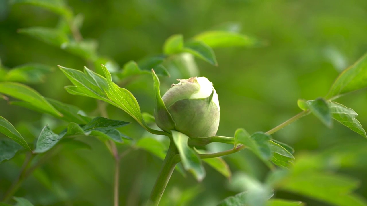 牡丹花含苞待放牡丹花叶视频素材