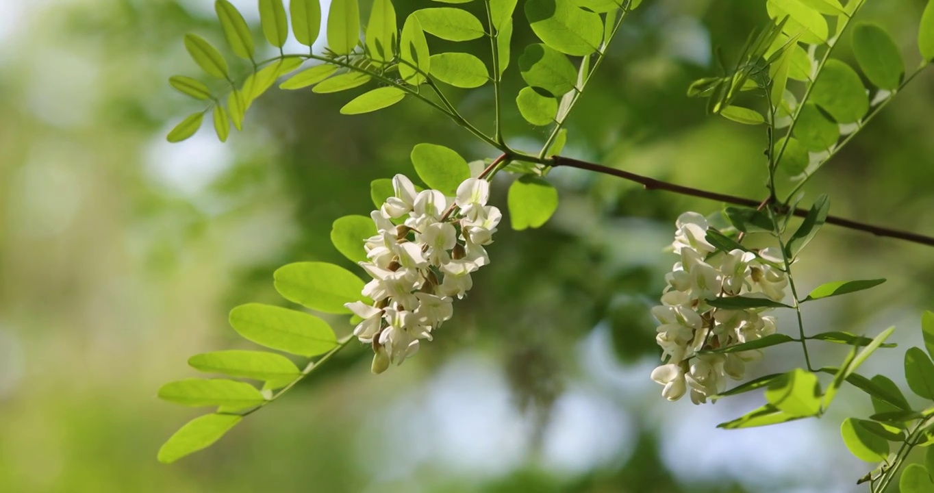 阳光下的槐树槐花（选编）视频素材