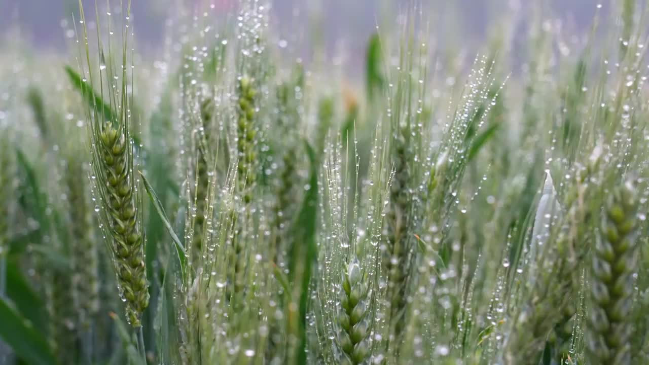 小麦麦穗粮食下雨雨水谷雨小满视频素材