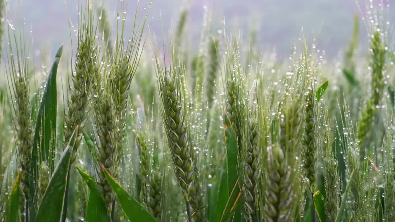 小麦麦穗粮食下雨雨水谷雨小满视频素材