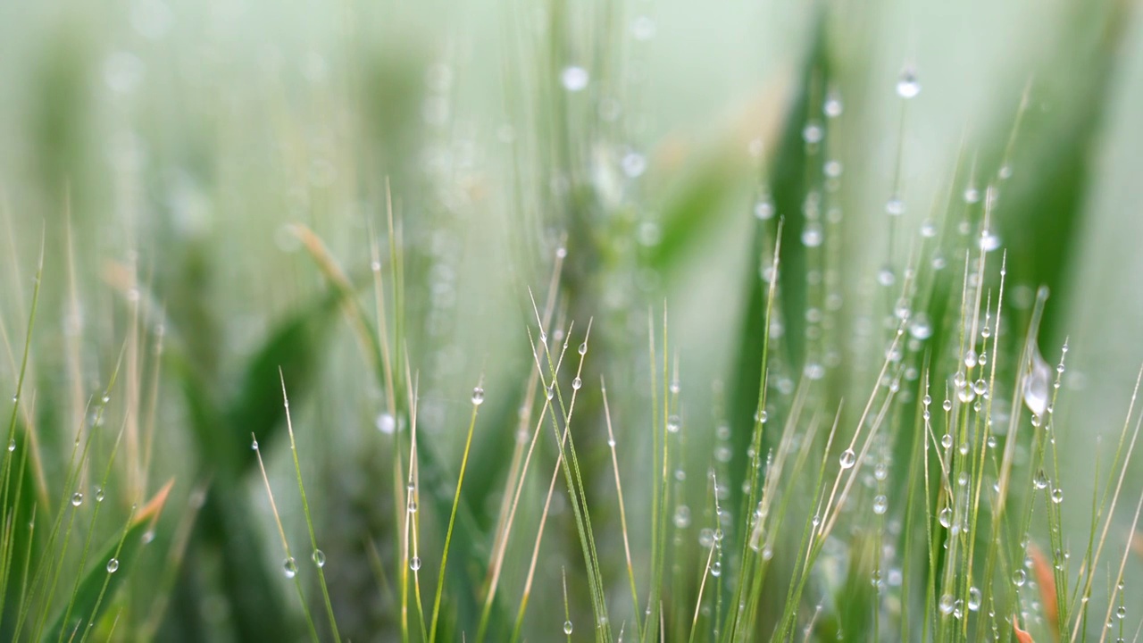 小麦麦穗粮食下雨雨水谷雨小满视频素材