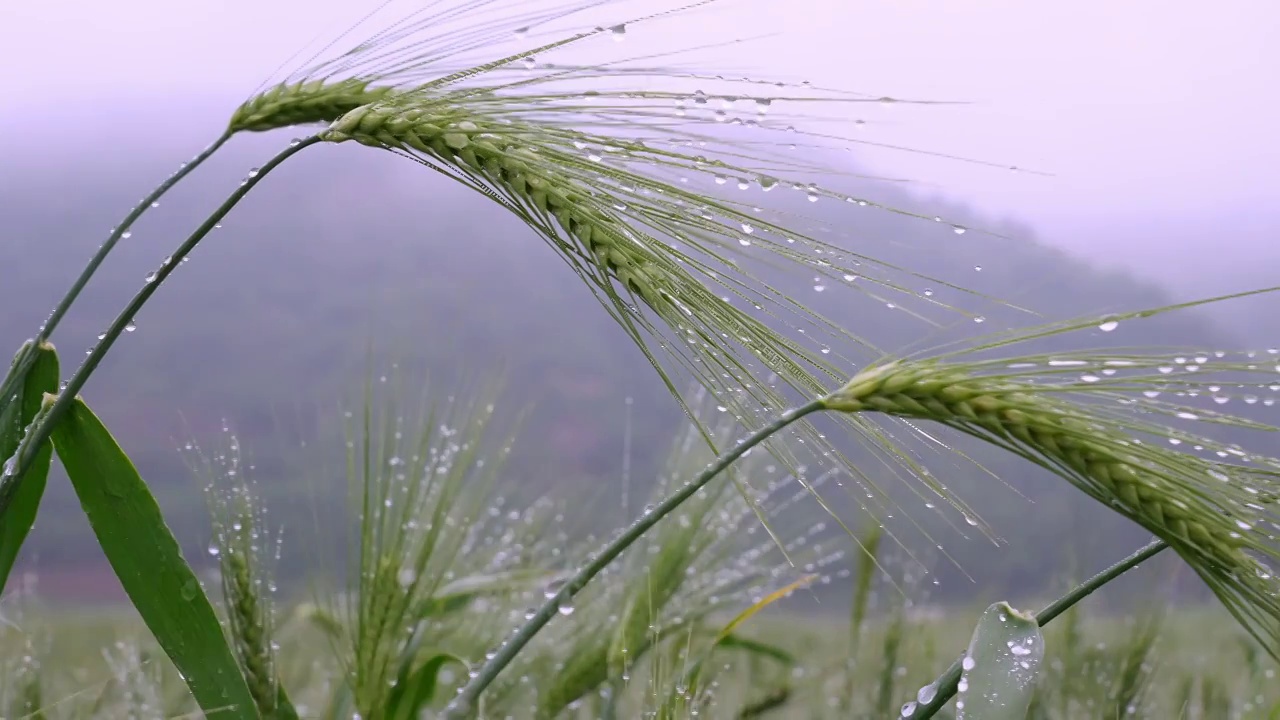 小麦麦穗粮食下雨雨水谷雨小满视频素材