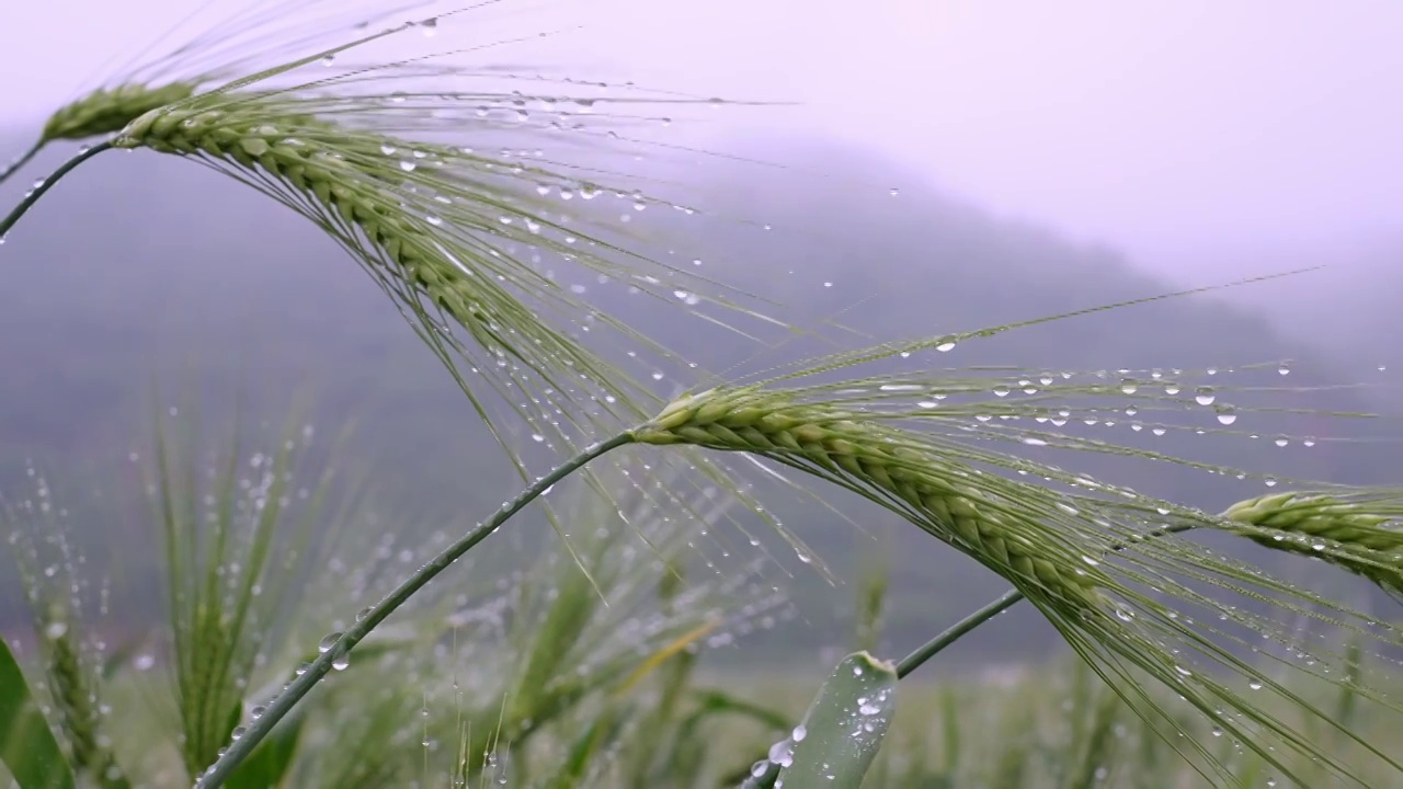 小麦麦穗粮食下雨雨水谷雨小满视频素材