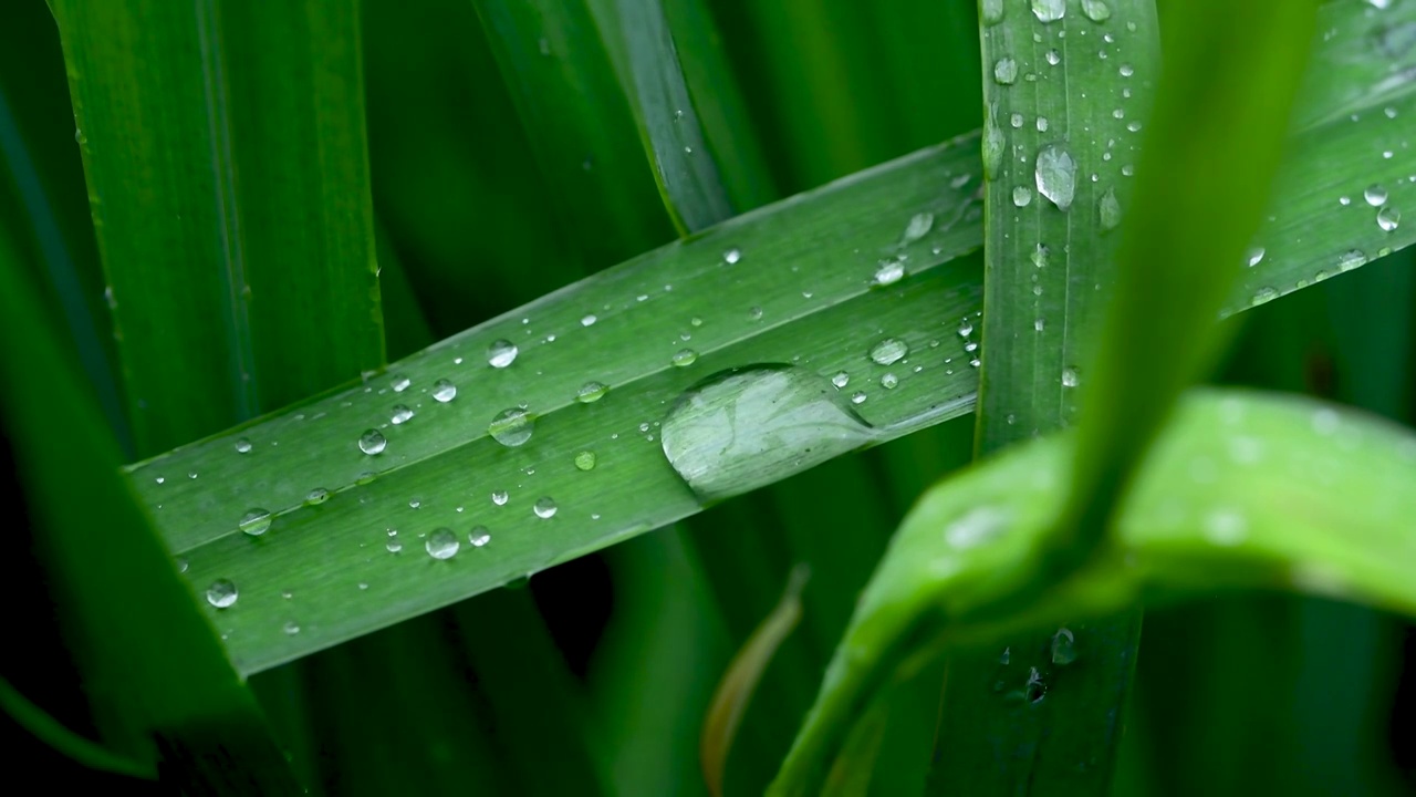 雨后叶子上的水珠视频素材