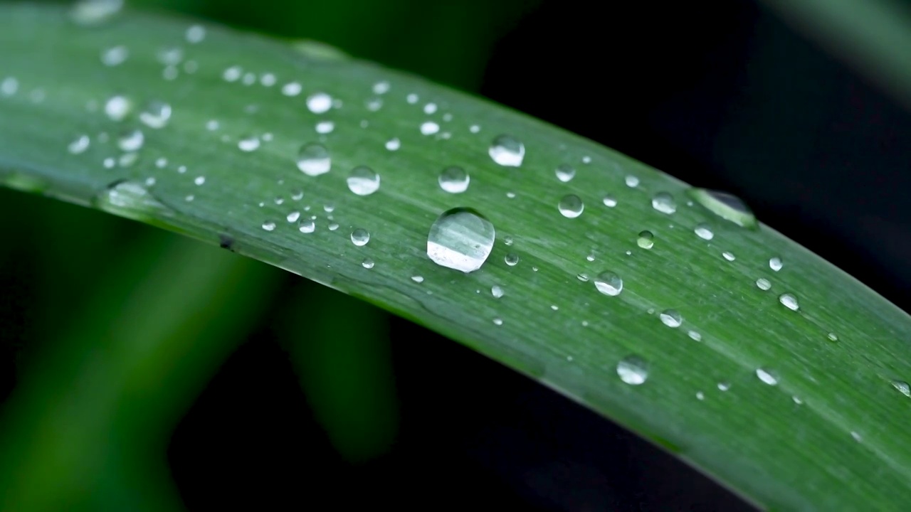 雨后叶子上的水珠视频素材