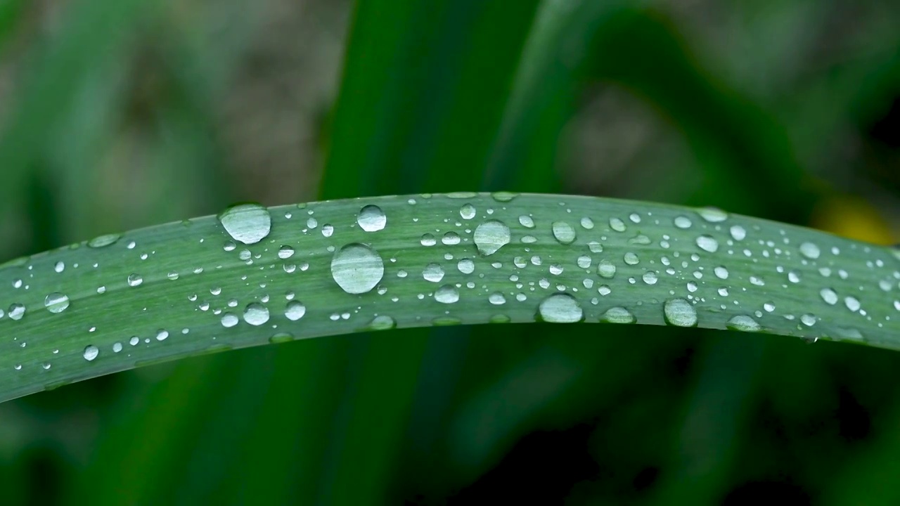 雨后叶子上的水珠视频素材