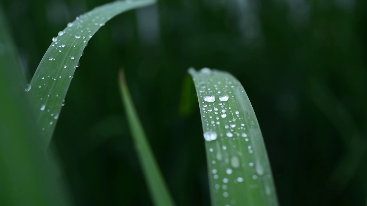 雨后叶子上的水珠视频素材