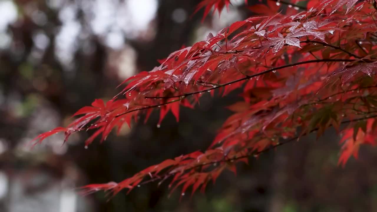 唯美枫叶沾满雨滴视频素材