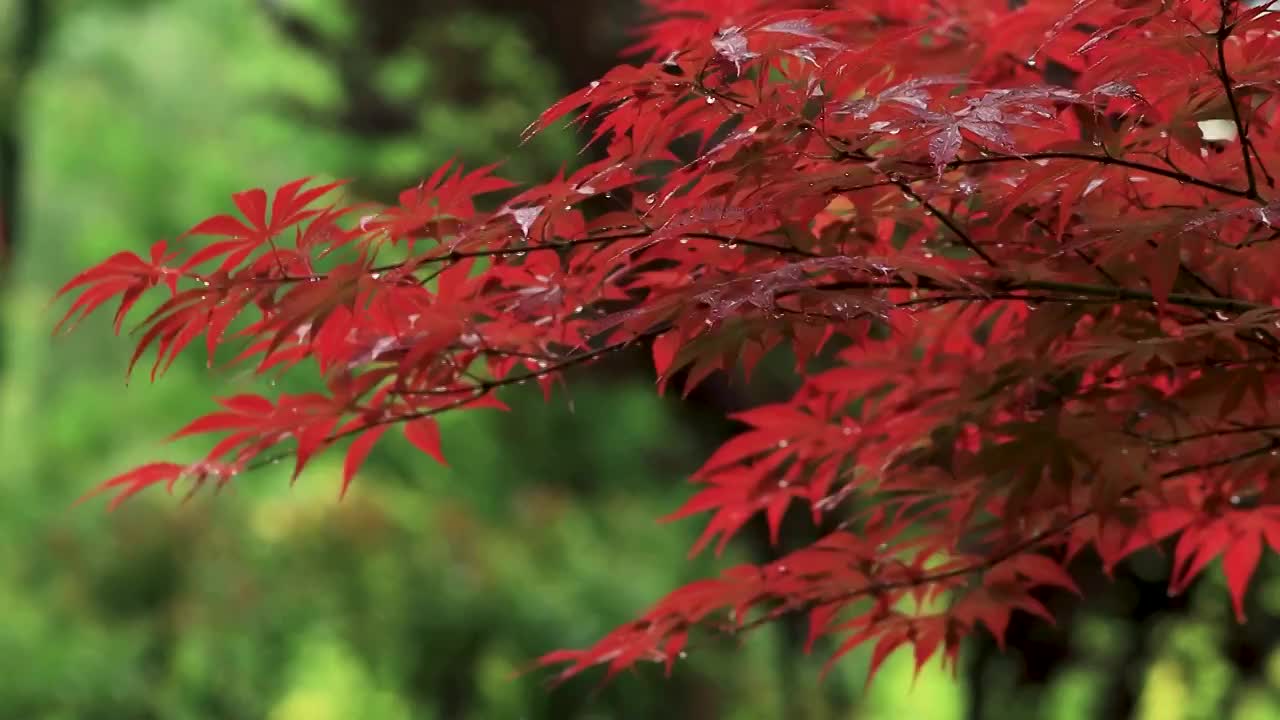 唯美枫叶沾满雨滴视频素材