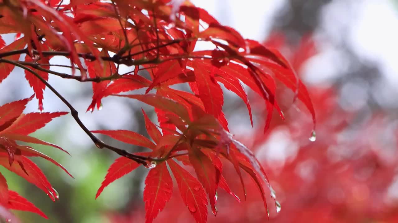 唯美枫叶沾满雨滴视频素材