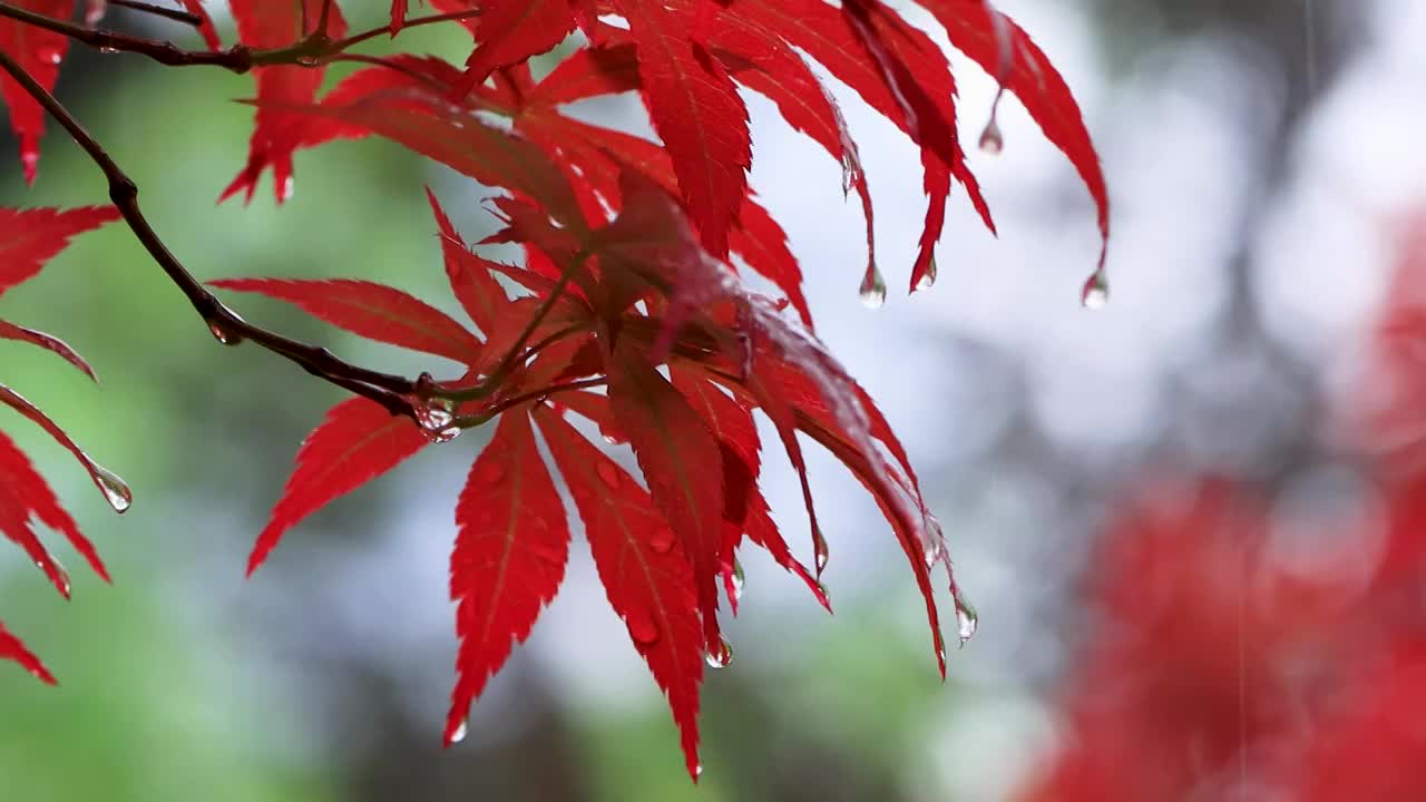 唯美枫叶沾满雨滴视频素材