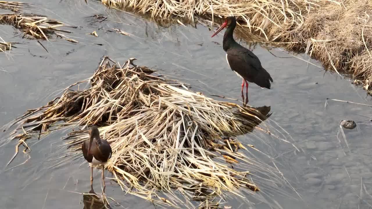 北京怀柔水库春天黑鹳觅食航拍视频素材