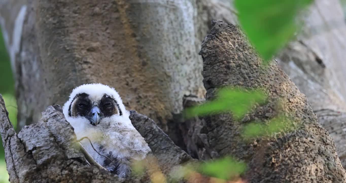 睡眼惺忪的猫头鹰视频素材