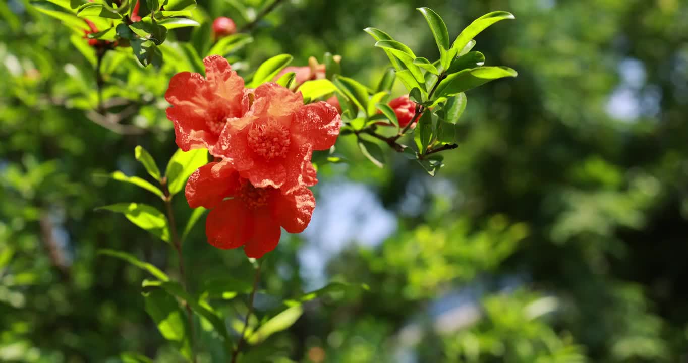 摇曳生姿的石榴科石榴花视频素材