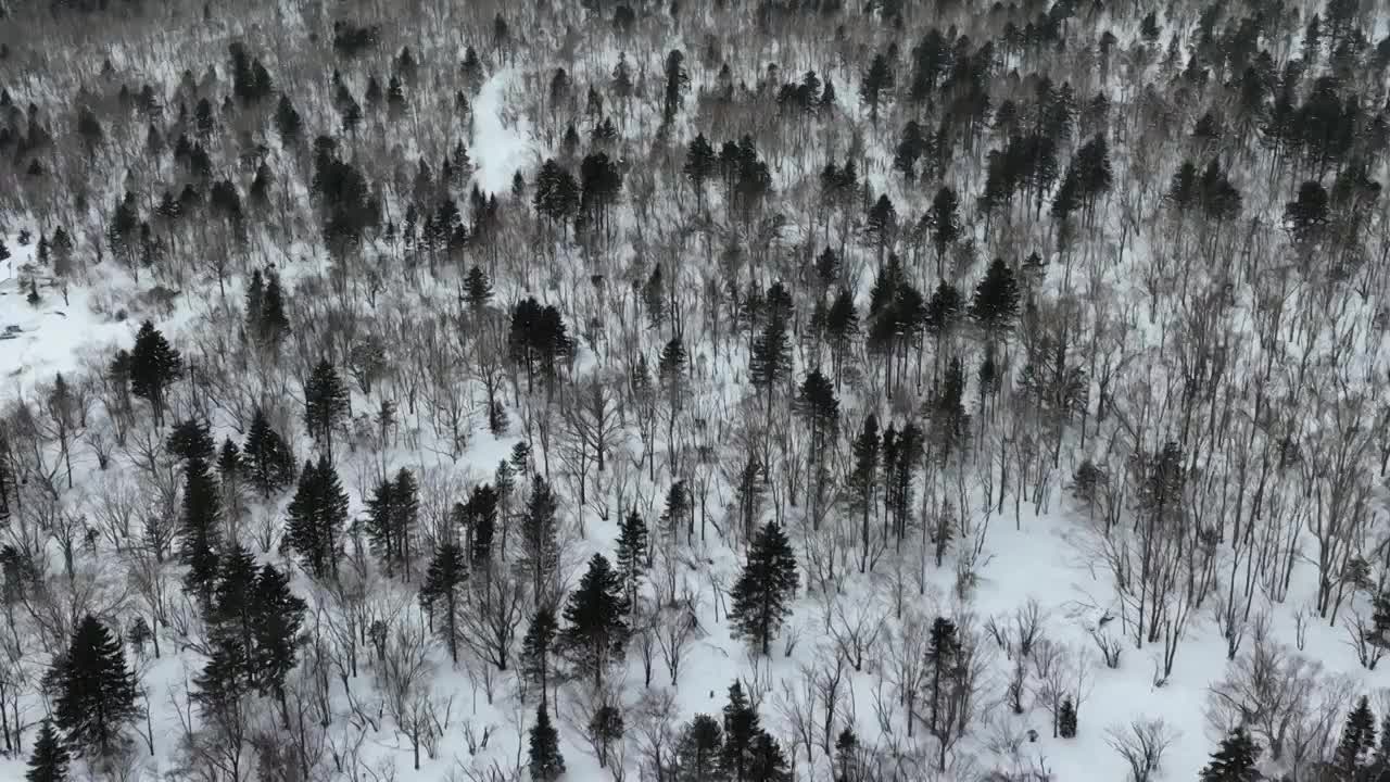 吉林长白山雪岭森林冬季自然风光航拍视频素材