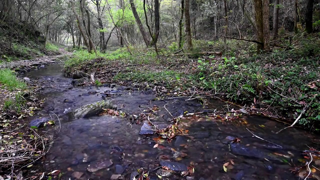 森林中流动的溪水视频素材