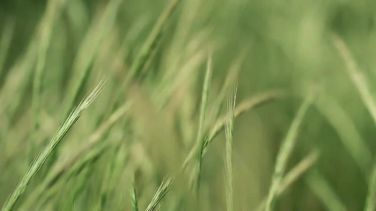 微风吹拂着青黄相间的小草视频素材