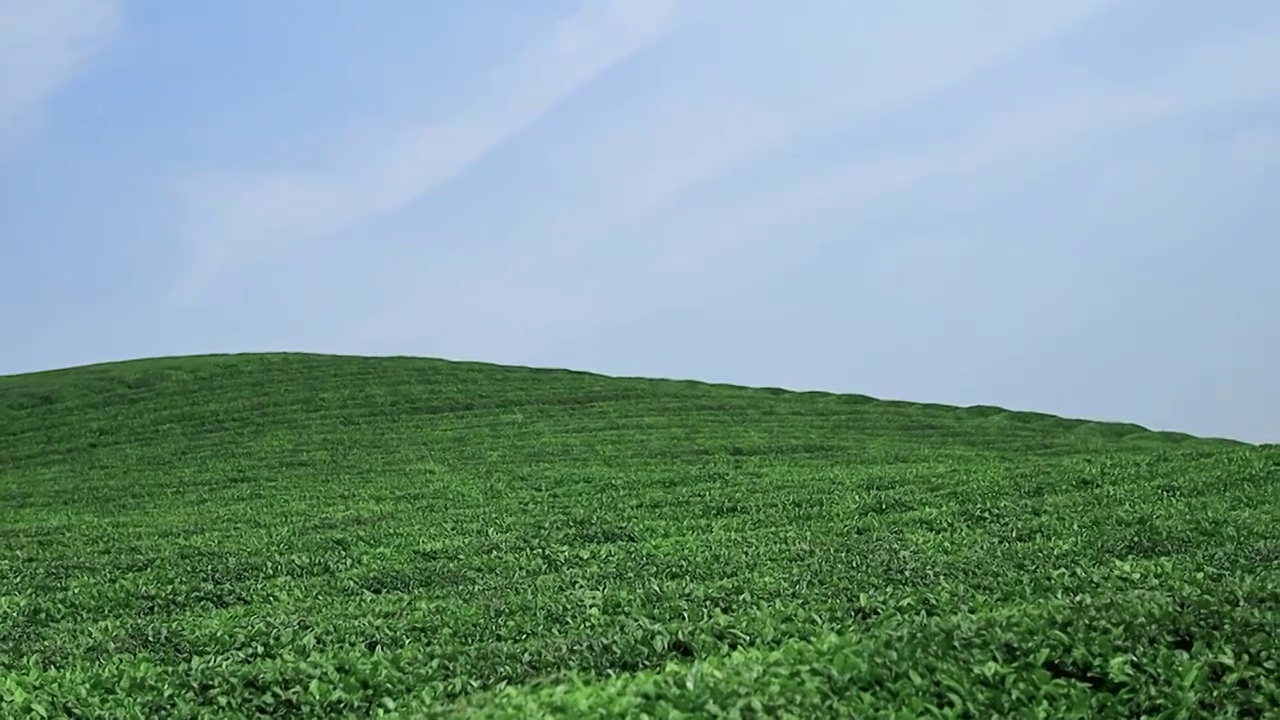 蓝天下的茶场茶山，向上升镜头。视频素材