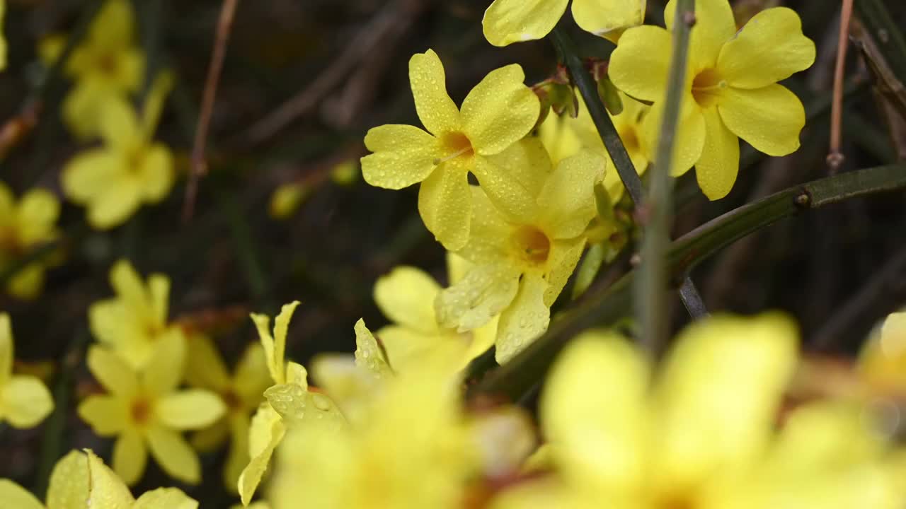 春天盛开的黄色迎春花随风摆动视频素材