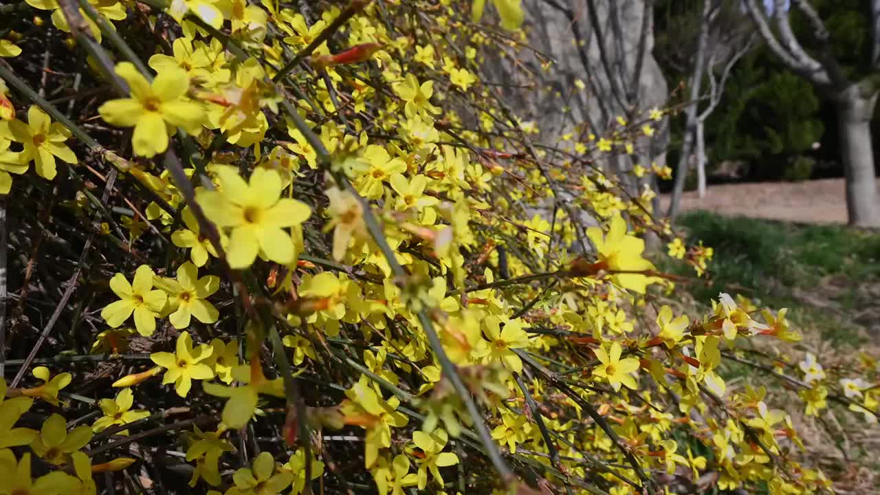 春天盛开的黄色迎春花随风摆动视频素材