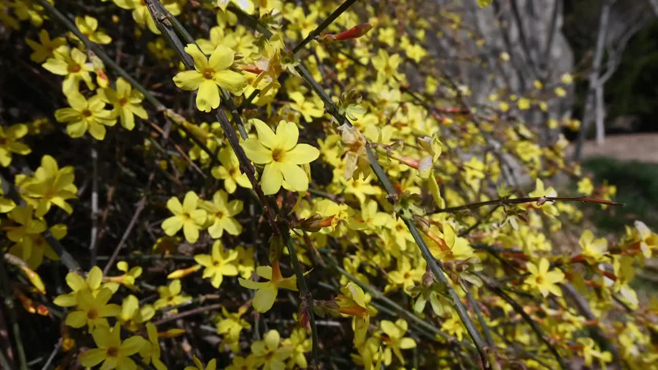 春天盛开的黄色迎春花随风摆动视频素材