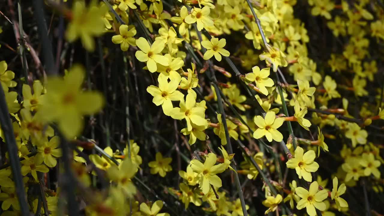 春天盛开的黄色迎春花随风摆动视频素材