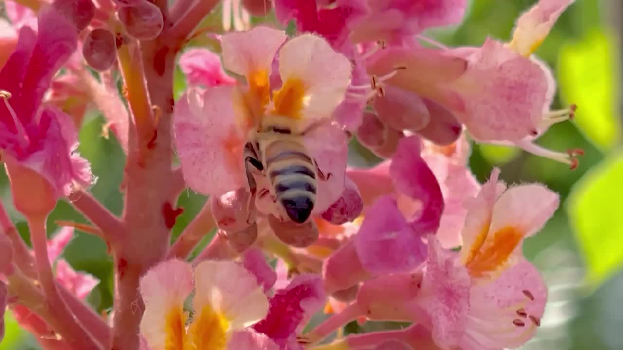 红花七叶树上的蜜蜂视频素材