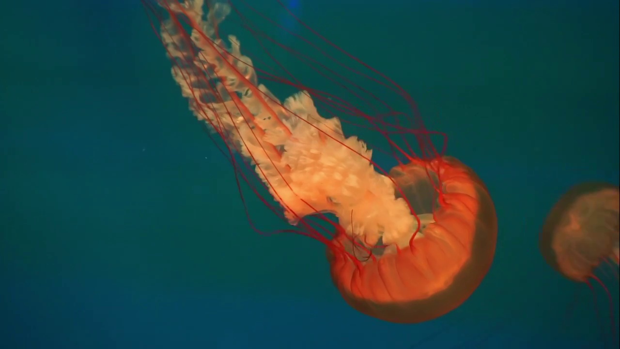 北京海洋馆水母海洋生物有毒美丽视频素材