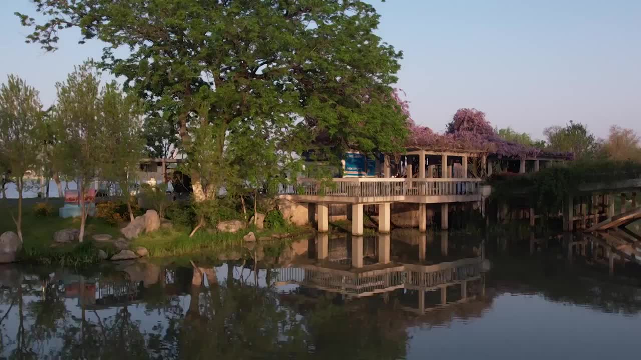 南京玄武湖紫藤花视频素材