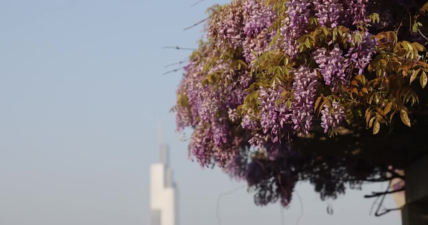 南京玄武湖紫藤花视频素材