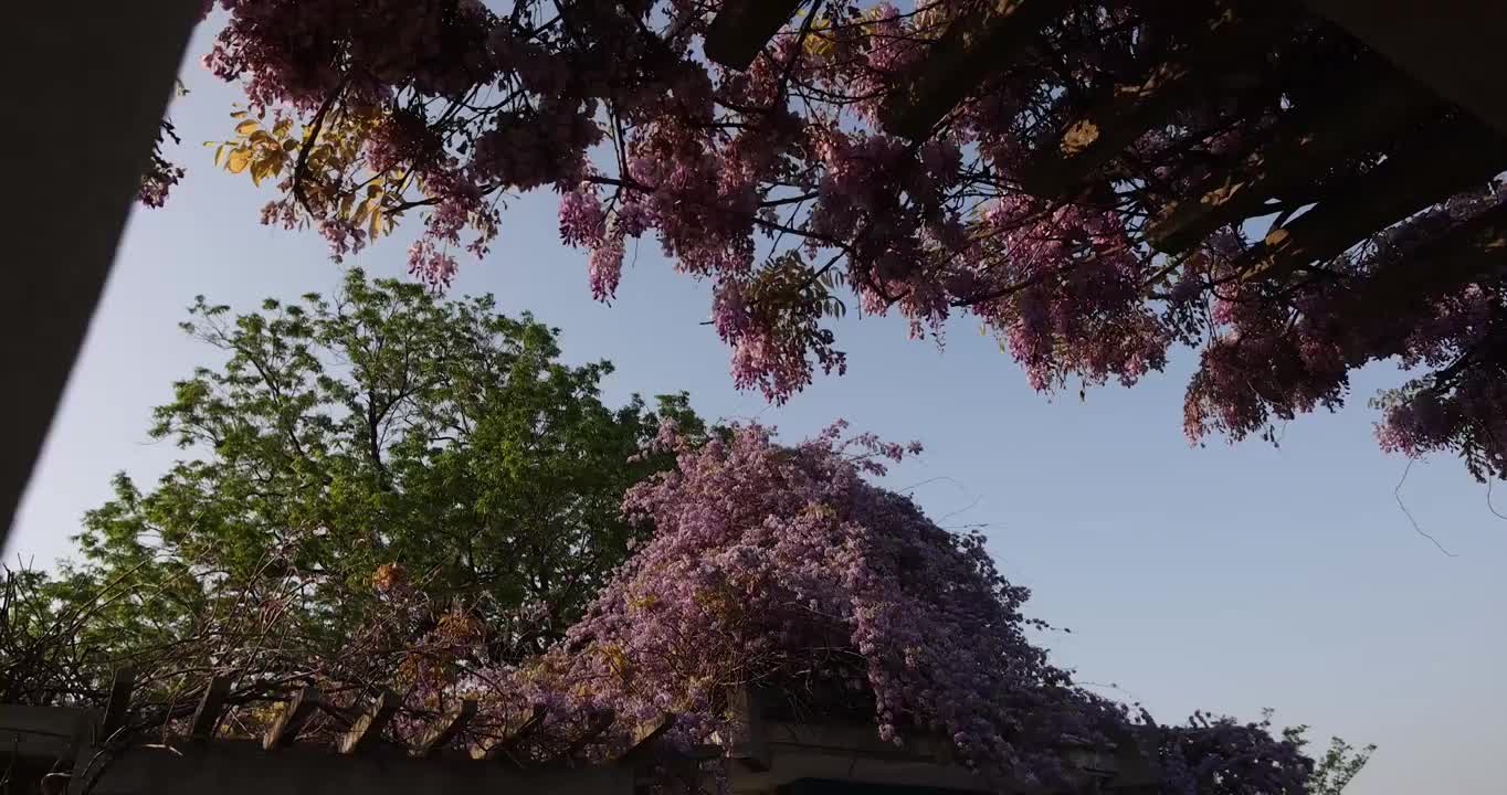 南京玄武湖紫藤花视频素材