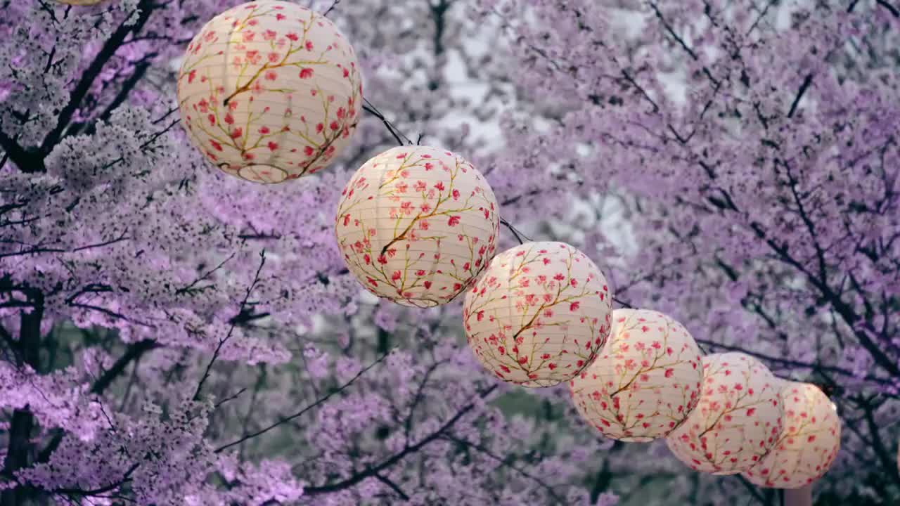 上海虹口傍晚的樱花与灯笼视频素材