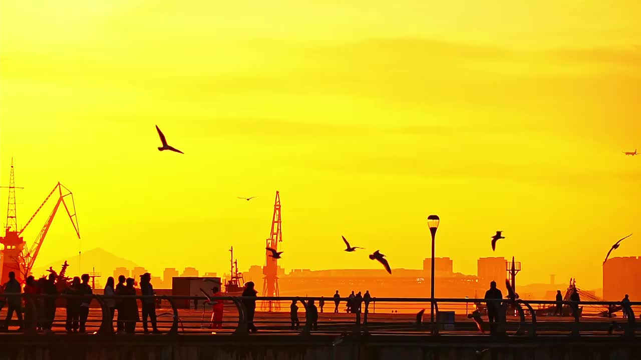 夕阳下的海鸥慢动作视频素材