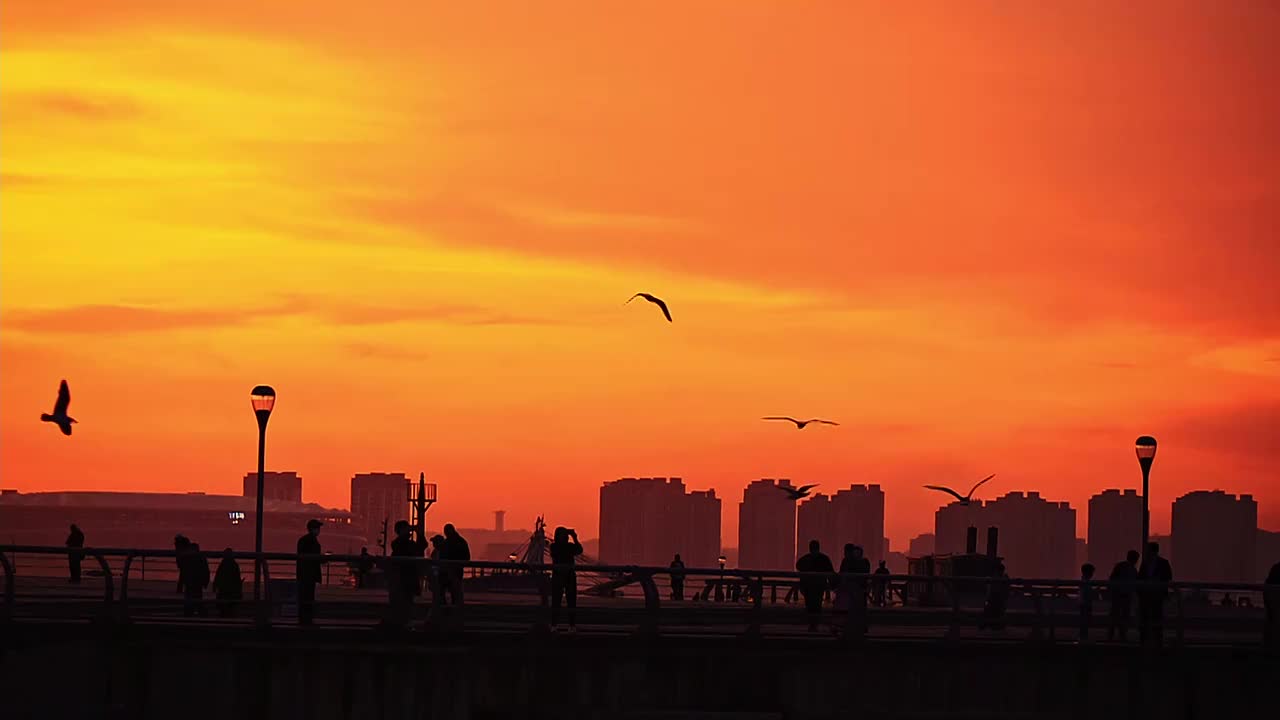 夕阳下的海鸥慢动作视频素材