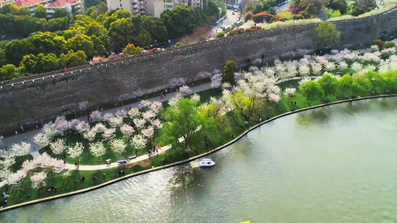 航拍春天南京玄武湖樱花盛开视频素材