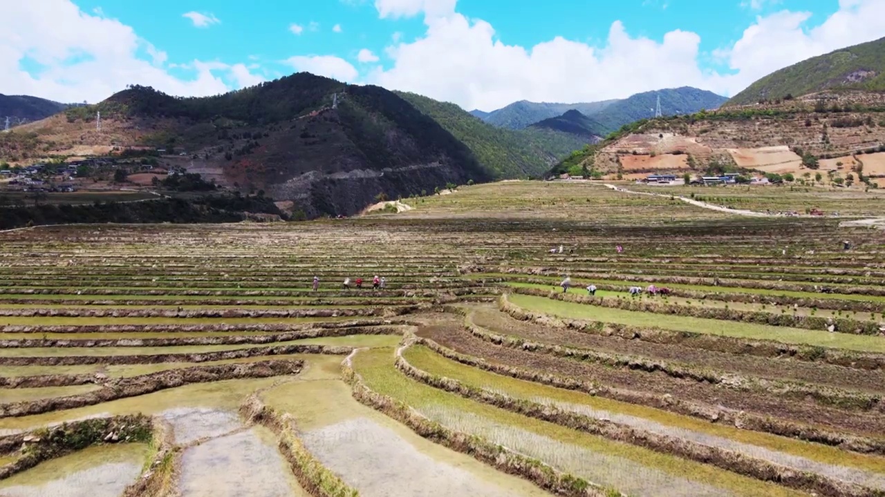 云南兰坪兔峨碧鸡岚金甸坝稻田红软米农民施农家肥和插秧视频下载