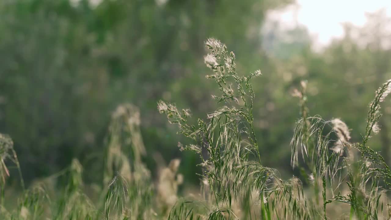 阳光下的清新草地视频素材