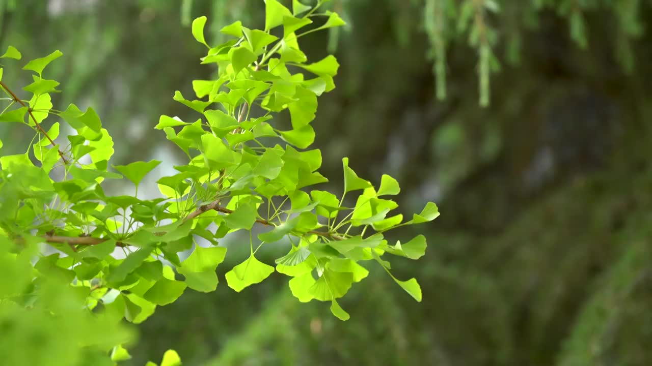 银杏 树叶 绿色 夏天 午后 逆光视频素材