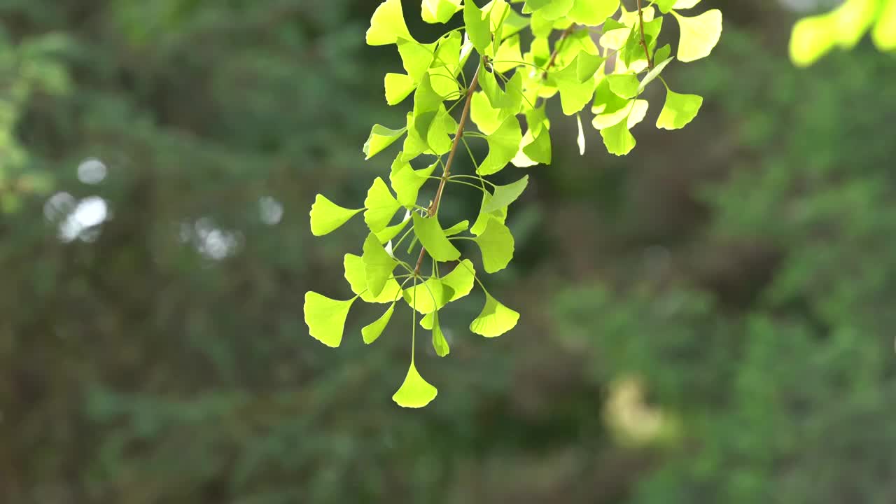 银杏 树叶 绿色 夏天 午后 逆光视频素材