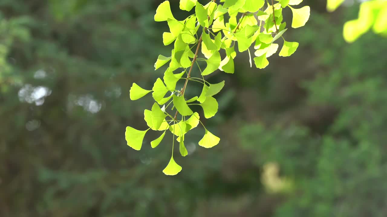 银杏 树叶 绿色 夏天 午后 逆光视频素材