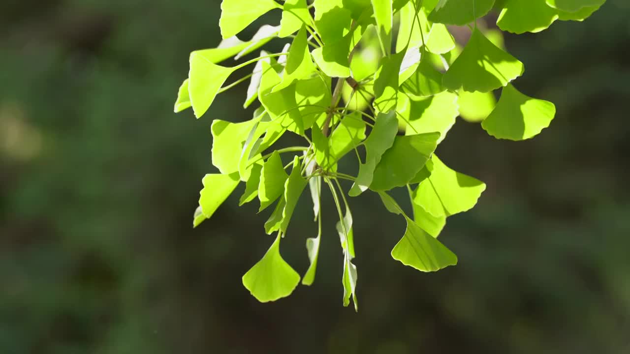 银杏 树叶 绿色 夏天 午后 逆光视频下载