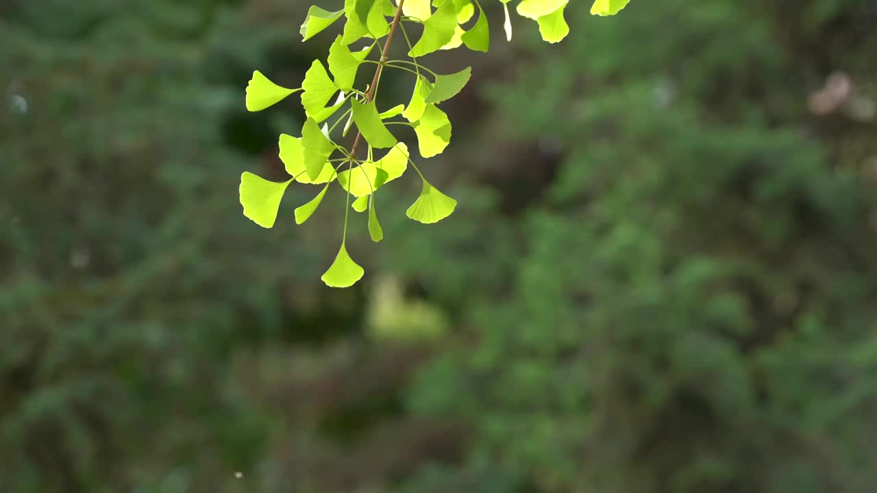 银杏 树叶 绿色 夏天 午后 逆光视频素材