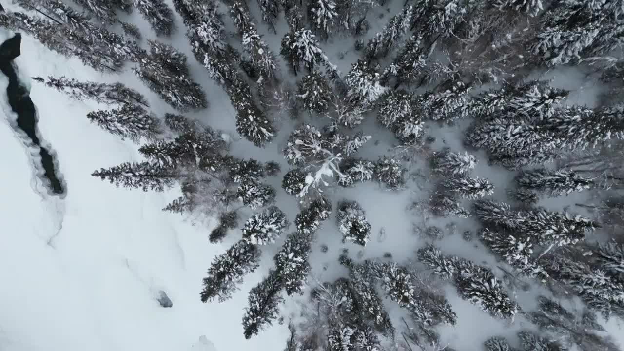 雪中的树林视频素材