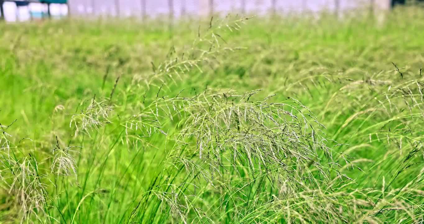 慢镜头下被风吹动的野草视频下载